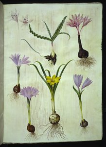 Colchicum tarka (plettet tidløs); Bulbocodium vernum (vår-lysblomst); Sternbergia lutea (almindelig sternbergia) alkotó: Hans Simon Holtzbecker