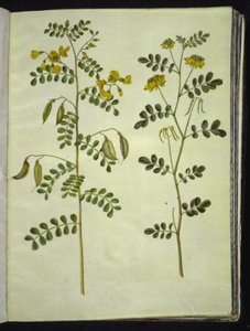 Colutea arborescens (közönséges hólyagfű); Hippocrepis emerus (bokor-patkó) alkotó: Hans Simon Holtzbecker