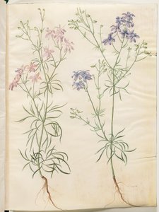 Consolida Regalis (Korn-Riedersfoor) alkotó: Hans Simon Holtzbecker