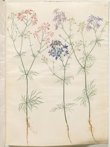 Consolida Regalis (Korn-Riedersfoor) alkotó: Hans Simon Holtzbecker