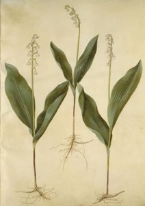 Convallaria majalis (liliomliliom); Convallaria majalis (a gyöngyvirág változata) alkotó: Hans Simon Holtzbecker