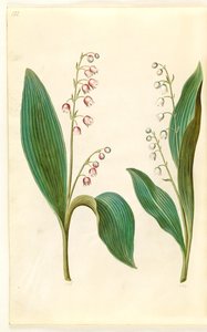 Convallaria majalis rosea (vörös gyöngyvirág); Convallaria majalis (gyöngyvirág) alkotó: Hans Simon Holtzbecker
