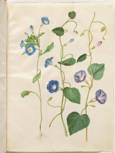 Convolvulus tricolor (leányszoknya); Ipomoea purpurea (Purple Magnolia) alkotó: Hans Simon Holtzbecker