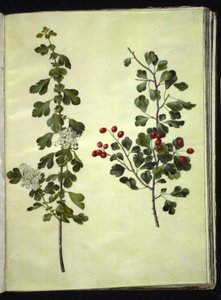 Crataegus laevigata (közönséges galagonya) alkotó: Hans Simon Holtzbecker