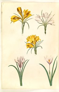 Crocus tightfolius (balkáni sáfrány); Crocus versicolor (alpe-crocus); Tavaszi sáfrány (?) (vår-krokus) alkotó: Hans Simon Holtzbecker