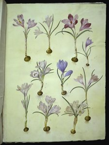 Crocus vernus (tavaszi sáfrány) alkotó: Hans Simon Holtzbecker