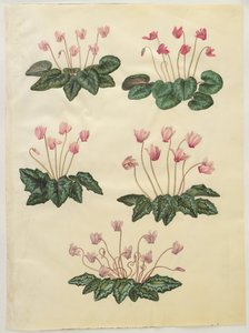 Cyclamen purpurascens; Cyclamen hederifolium alkotó: Hans Simon Holtzbecker