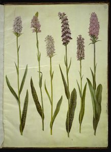 Dactylorhiza maculata (foltos kakukkfű) alkotó: Hans Simon Holtzbecker