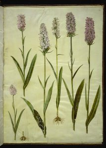 Dactylorhiza maculata (foltos kakukkfű)