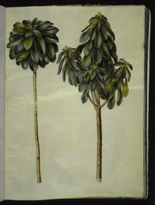 Daphne laureola (laurel-daphne) alkotó: Hans Simon Holtzbecker