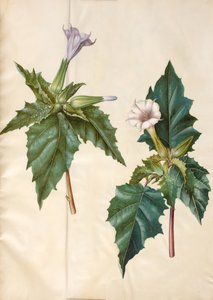 Datura stramonium (közönséges leányszőrű alma) alkotó: Hans Simon Holtzbecker