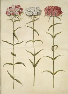 Dianthus barbatus (tanuló szegfű) alkotó: Hans Simon Holtzbecker