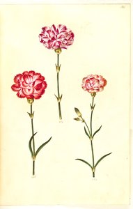 Dianthus caryophyllus (kerti szegfű) alkotó: Hans Simon Holtzbecker