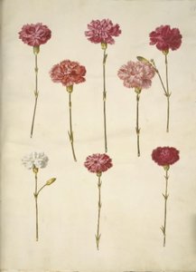Dianthus caryophyllus (kerti szegfű) alkotó: Hans Simon Holtzbecker