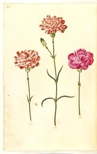Dianthus caryophyllus (kerti szegfű) alkotó: Hans Simon Holtzbecker