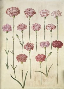 Dianthus caryophyllus (kerti szegfű) alkotó: Hans Simon Holtzbecker
