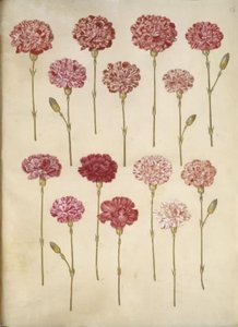 Dianthus caryophyllus (kerti szegfű) alkotó: Hans Simon Holtzbecker
