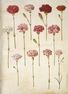 Dianthus caryophyllus (kerti szegfű) alkotó: Hans Simon Holtzbecker