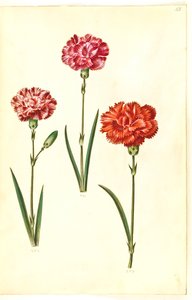 Dianthus caryophyllus (kerti szegfű) alkotó: Hans Simon Holtzbecker