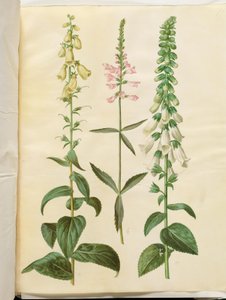 Digitalis grandiflora (nagyvirágú gyűszűvirág); Physostegia virginiana (Physostegia virginiana); Digitalis purpurea (közönséges digitálisz) alkotó: Hans Simon Holtzbecker