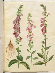 Digitalis purpurea (közönséges gyűszűvirág)