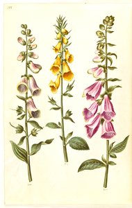 Digitalis purpurea (közönséges digitálisz); Digitalis grandiflora (nagy virágú gyűszűvirág) alkotó: Hans Simon Holtzbecker