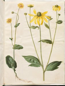 Doronicum pardalianches (hjertebladet gemserod); Rudbeckia laciniata (fliget solhat) alkotó: Hans Simon Holtzbecker