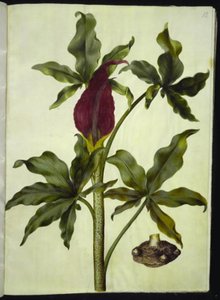 Dracunculus vulgaris (közönséges sárkánygyökér) alkotó: Hans Simon Holtzbecker