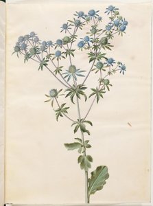 Lapos eryngium (have-mandstro) alkotó: Hans Simon Holtzbecker