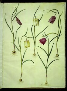 Fritillaria meleagris (közönséges viperatojás) alkotó: Hans Simon Holtzbecker