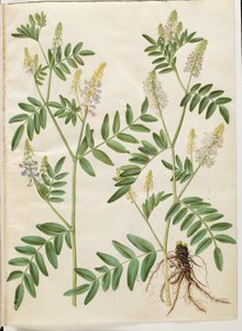 Galega officinalis (orvos hüvely) alkotó: Hans Simon Holtzbecker