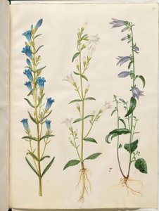 Gentiana pneumonanthe (harangtárs); Campanula patula (réti harang); Campanula rapunculoides (egyoldalú harang) alkotó: Hans Simon Holtzbecker