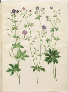 Geranium phaeum (hullámkoronás gólyacsőr); Geranium sylvaticum (erdei gólyacsőr) alkotó: Hans Simon Holtzbecker