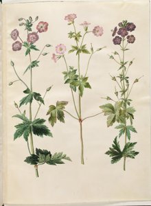 Geranium phaeum (hullámkoronás gólyacsőr); Geranium versicolor (hálós gólyacsőr) alkotó: Hans Simon Holtzbecker