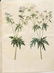 Geranium pratense (réti gólyacsőrű) alkotó: Hans Simon Holtzbecker