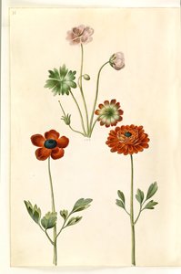 Geranium sanguineum striatum (stribet storkenæb); Ranunculus asiatica (have-ranunkel) alkotó: Hans Simon Holtzbecker