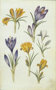 Német: Krokusse alkotó: Hans Simon Holtzbecker