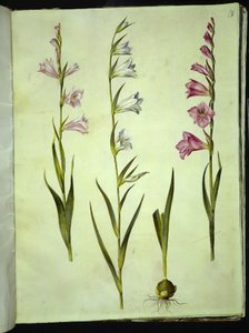 Gladiolus communis (közönséges kardvirág) alkotó: Hans Simon Holtzbecker