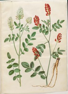 Hedysarum coronarium (vörös lóhere) alkotó: Hans Simon Holtzbecker