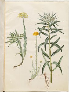 Helichrysum orientale (örökké tartó cserje); Helichrysum Stoechas (büdös örök virág); Anaphalis margaritacea (közönséges gyöngykosár) alkotó: Hans Simon Holtzbecker