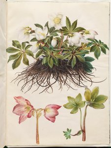 Helleborus niger (közönséges karácsonyi rózsa)