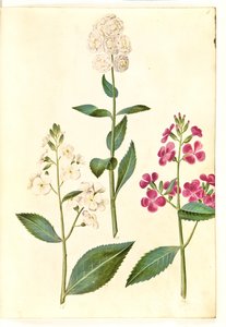 Hesperis matronalis (közönséges esti csillag) alkotó: Hans Simon Holtzbecker
