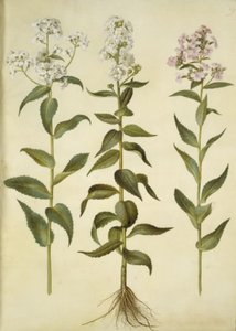 Hesperis matronalis (közönséges esti csillag) alkotó: Hans Simon Holtzbecker