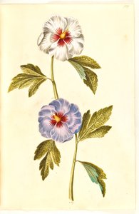 Hibiscus syriacus (szír rózsa) alkotó: Hans Simon Holtzbecker