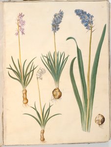 Hyacinthoides non-scripta (közönséges harangvirág); Hyacinthoides hispanica (spanyol harangvirág) alkotó: Hans Simon Holtzbecker