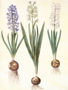 Hyacinthoides orientalis simp et pl alkotó: Hans Simon Holtzbecker