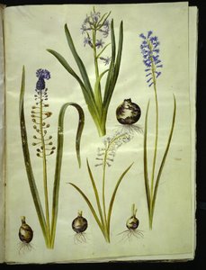 keleti jácint (almindelig jácint); Muscari comosum (duskhyacint); Brimeura amethystina (pireneiszkék) alkotó: Hans Simon Holtzbecker