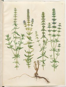 Hyssopus officinalis (igazi izsóp) alkotó: Hans Simon Holtzbecker