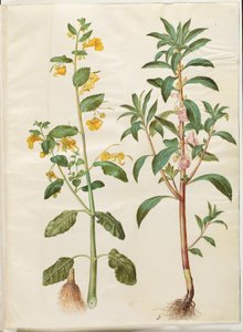 Impatiens noli-tangere (tavaszi balzsam); Impatiens balsamina (van balzsam) alkotó: Hans Simon Holtzbecker