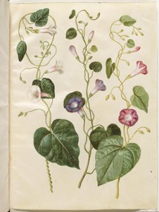 Ipomoea purpurea (purpur-pragtsnerle) alkotó: Hans Simon Holtzbecker